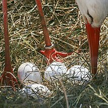Storch im Nest mit vier Eiern - copyright:Stadt Pforzheim