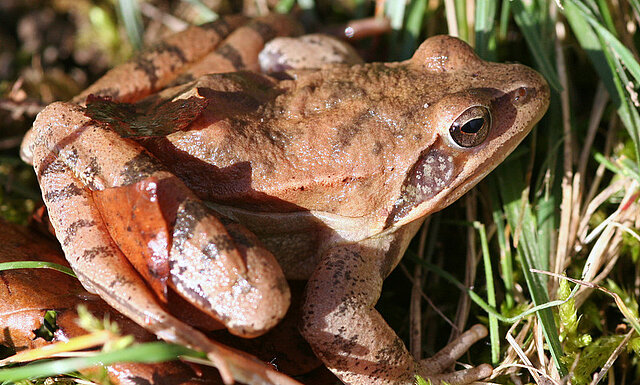 Bild: Springfrosch ©Matthias Hilligardt