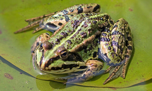 Wasserfrosch © M.Hilligardt