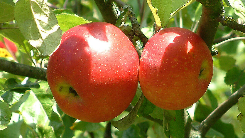 Zwei rote Äpfel an einem Baum - copyright: Stadt Pforzheim - Ersteller: Amt für Umweltschutz (hi)