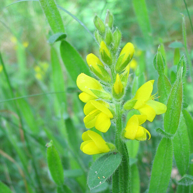 Bild: Flügelginster ©Karola Keitel - copyright:Stadt Pforzheim