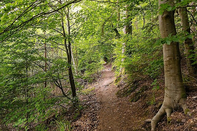 Auf den Spuren der Wölfe - tolle Waldpfade in Hohenwart - Foto: Pierre Johne Auf den Spuren der Wölfe - tolle Waldpfade in Hohenwart - Foto: Pierre Johne