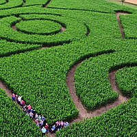 Maislabyrinth Eutingen 2025