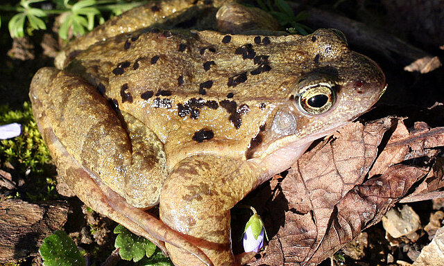 Bild: Grasfrosch ©Matthias Hilligardt