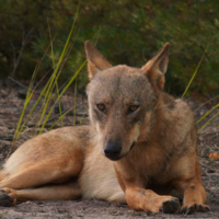 Im Land der Wölfe | Lebens(t)räume