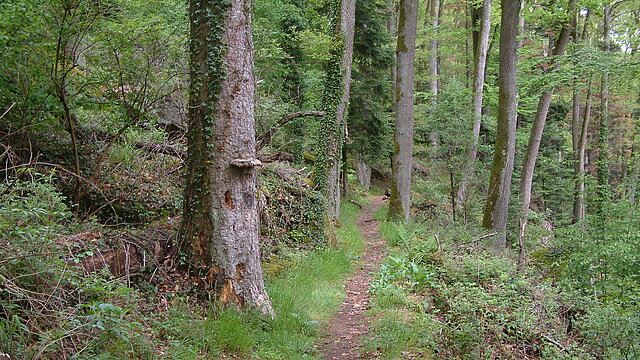Bild: Waldpfad  im Felsenmeer