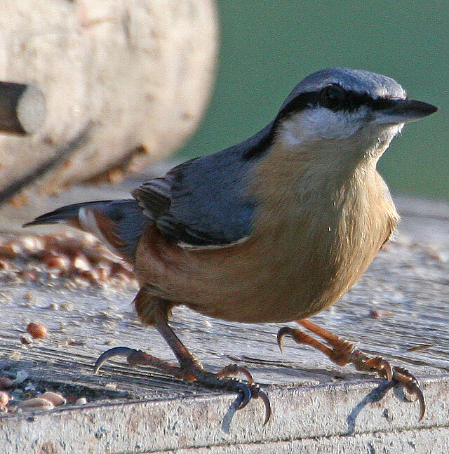 Bild: Kleiber ©Matthias Hilligardt