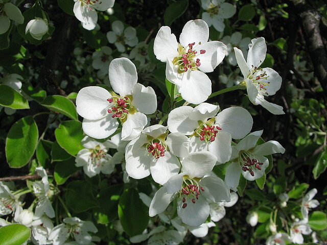  - copyright:Stadt Pforzheim