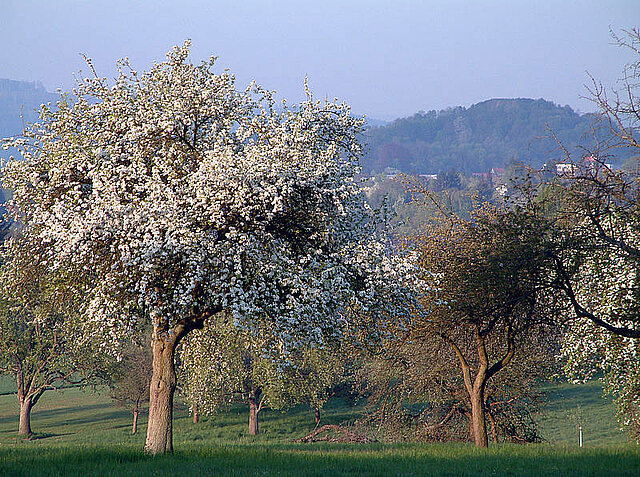 Bild: Landschaftsaufnehme, Streuobstwiese (Ostbäume auf einer Wiese) - copyright:Stadt Pforzheim