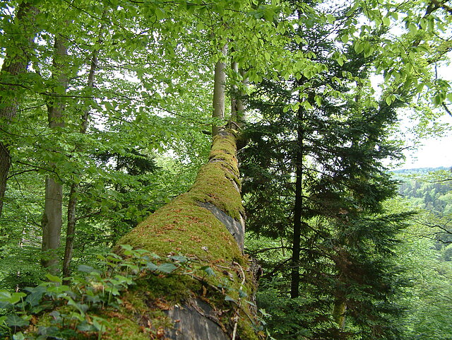 Gekippter Baumstamm - Altholzbiotop (Foto: Hilligardt, AfU)