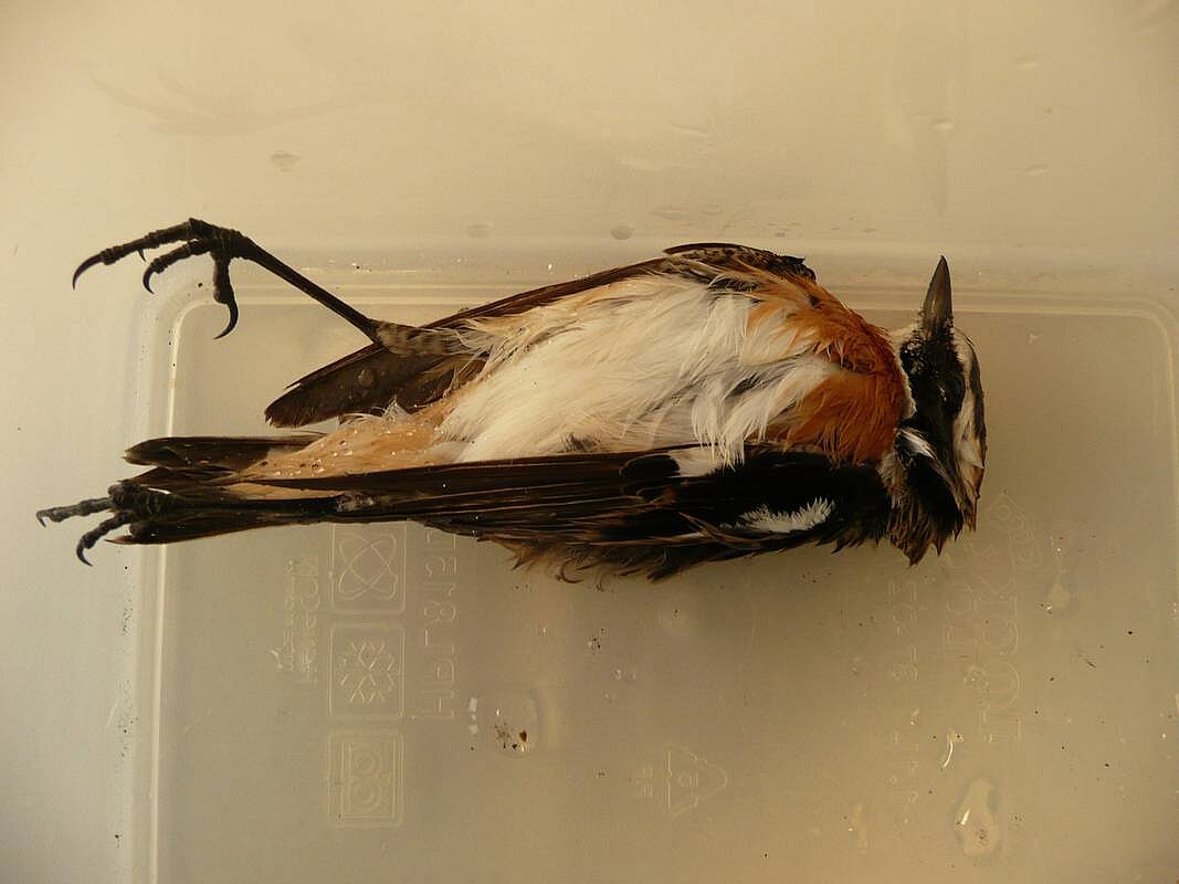 An Glas tödlich verunglücktes Braunkehlchen (Foto: Bauer) - copyright:Bauer (AfU)