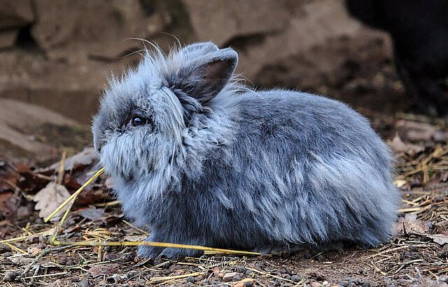 Flauschiges, graues Zwergkaninchen - copyright:Frank Banowski