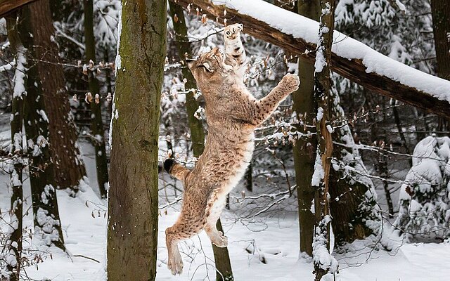 Springender Luchs im Schnee im Wildpark Pforzheim - copyright:Stadt Pforzheim