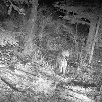 Luchs in Fotofalle im Pforzheimer Wald