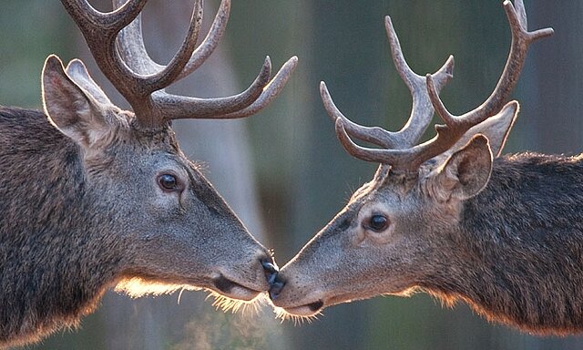 Farbfoto: Nahaufnahme: Hirsch "küsst" Reh im Wildpark Pforzheim - copyright:Markus Zindl