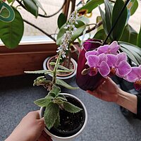 Pflanzentauschbörse