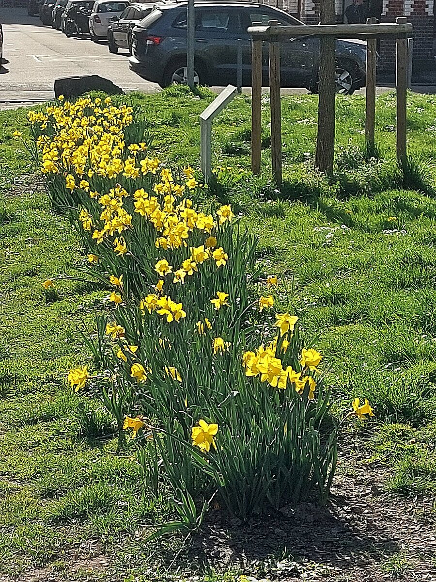 Frühlingsbild Bleichstraße 10