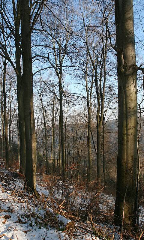 Bild: Altbuchenbestand ©Matthias Hilligardt