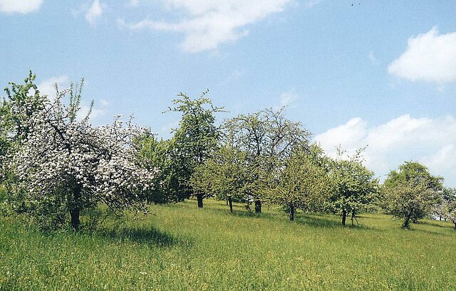 Obstbäume auf der Wiese