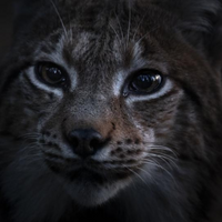 Das Flüstern der Wälder