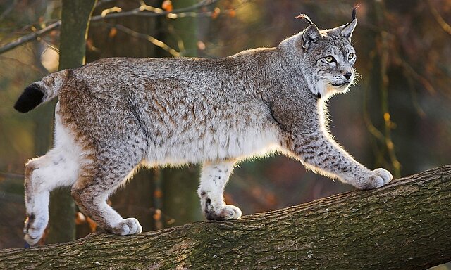 Wildpark Pforzheim: Luchs auf einem Baumstamm - copyright:Markus Zindl