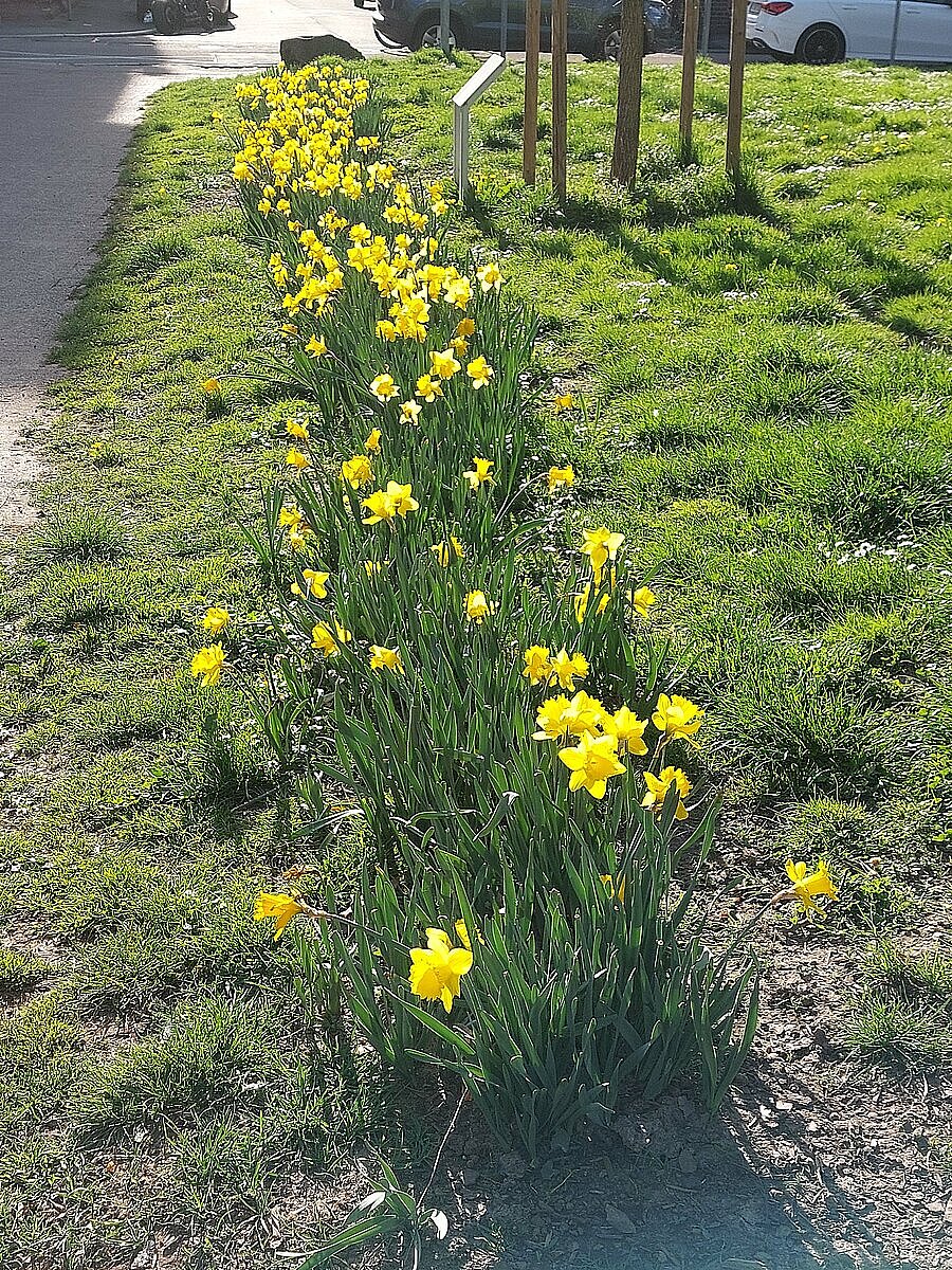 Frühlingsbild Bleichstraße 12