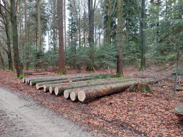Baumstämme am Wegrand - copyright:Stadt Pforzheim, Amt für Umweltschutz