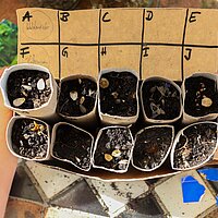 Pforzheims grünes Gold - Das Alphabeet