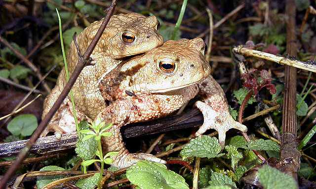 Bild: Erdkrötenpaar ©Matthias Hilligardt