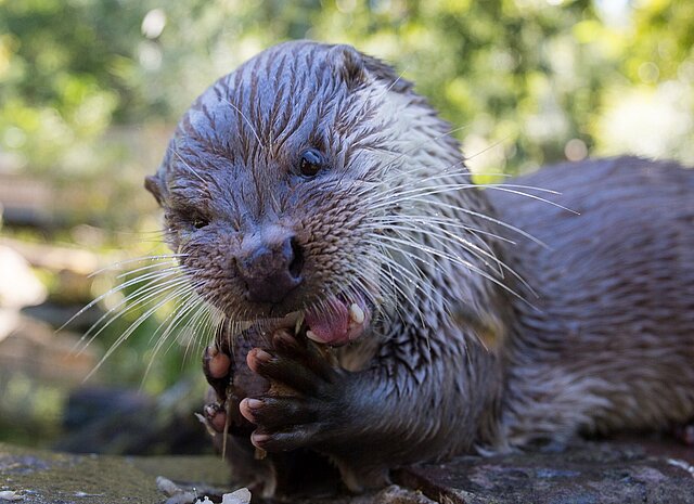 Fressender Fischotter im Wildpark - copyright:Stadt Pforzheim