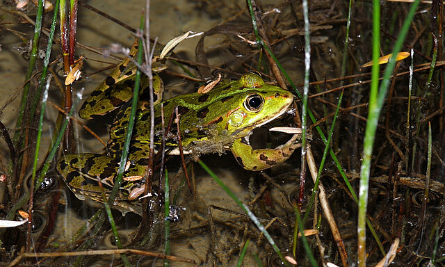 Teichfrosch  © H.Laufer