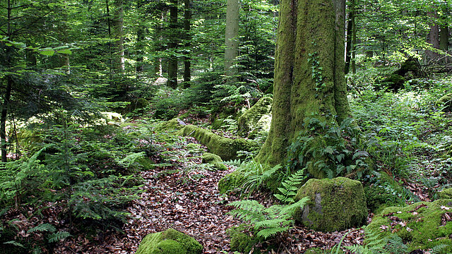 Bild: Auenwald im Würmtal