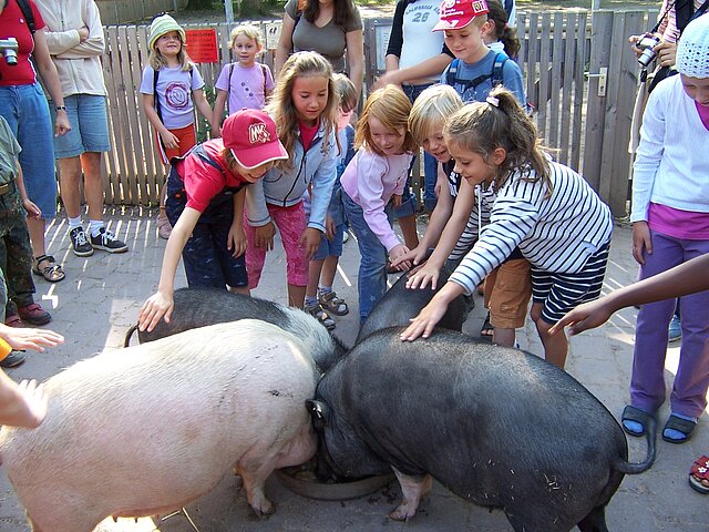 Sau raus - copyright:Stadt Pforzheim