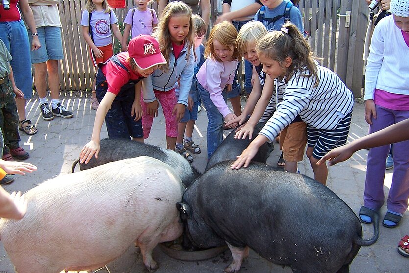 Schweinefütterung im Wildpark - copyright: Stadt Pforzheim - Ersteller: Wildpark