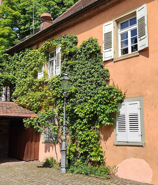 Farbfoto: Mit Efeu bewachsenes Haus mit einen orangfarbenen Fassade und weißen Fensterläden