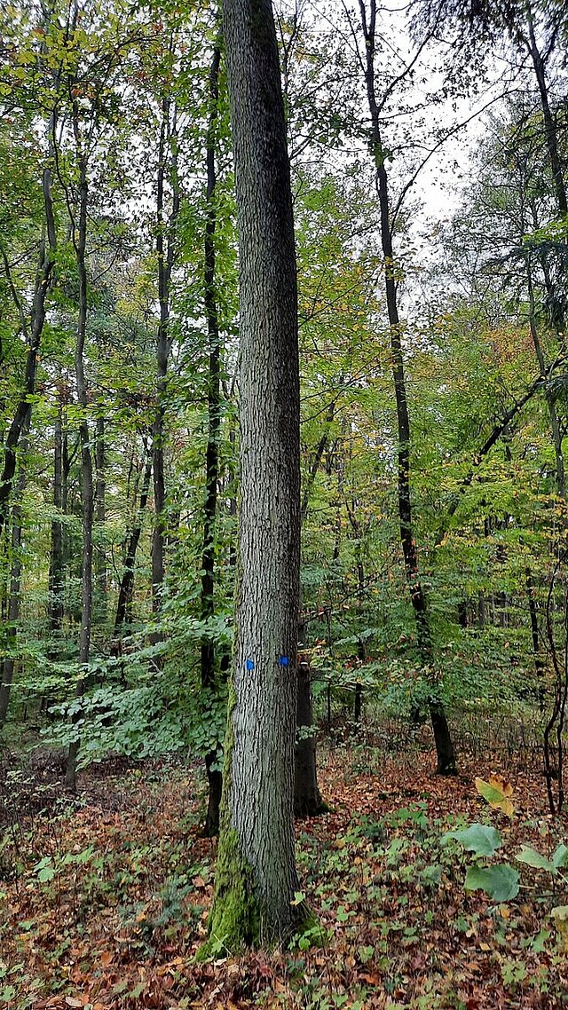  - copyright:Stadt Pforzheim