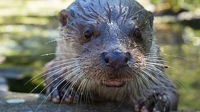 Ein Fischotter im Wildpark