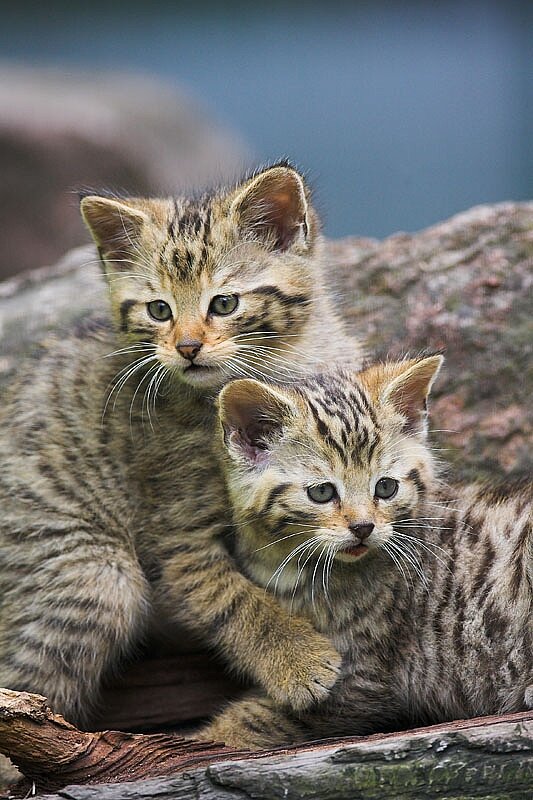  - copyright:Markus Zindl