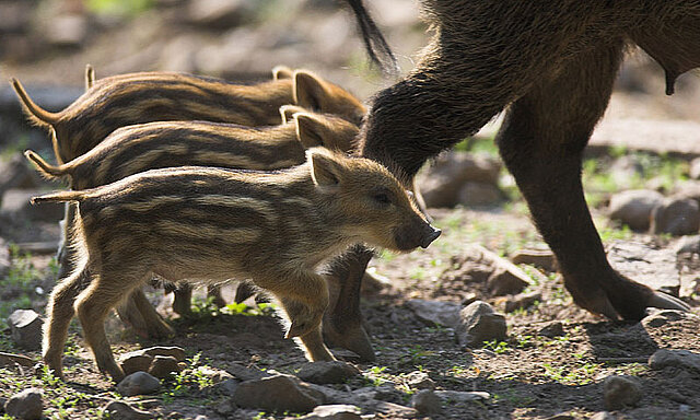 Drei Frischlinge laufen ihrer Mutter hinterher im Wildpark Pforzheim - copyright:Markus Zindl