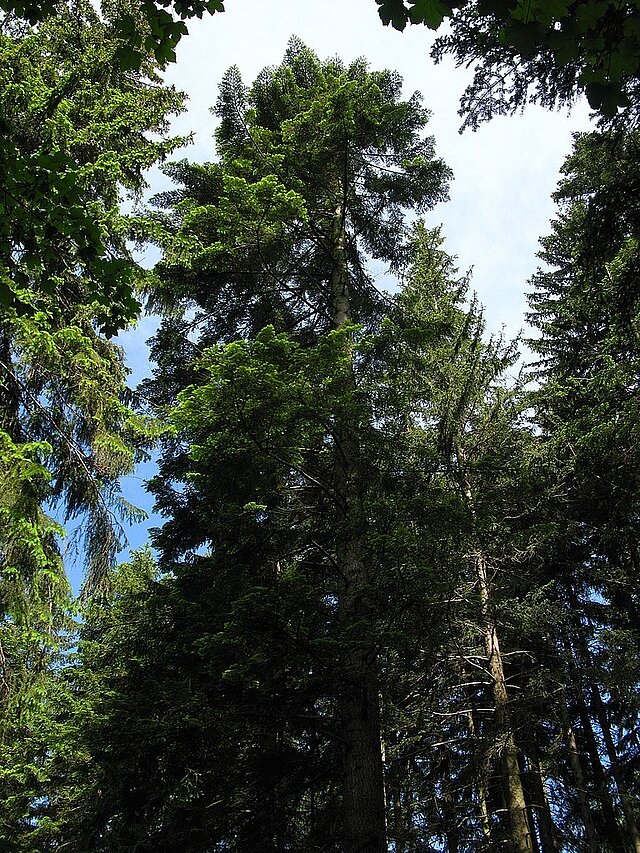  - copyright:CC BY-SA 3.0, GFDL