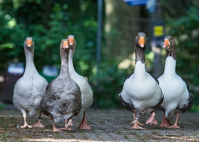 Fünf Gänse von vorne - copyright:Stadt Pforzheim