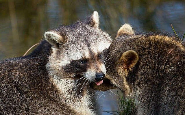 Zwei sich gegenseitig putzende Waschbären - copyright:Stadt Pforzheim