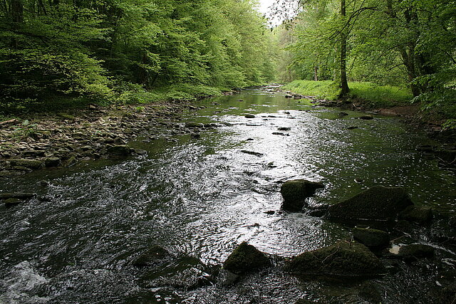 NSG Unteres Würmtal (Foto: Bauer)