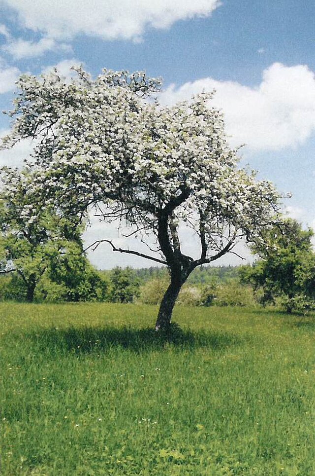 Foto: Blühender Obstbaum