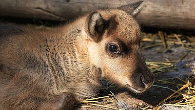 Foto: Elchkalb im Stroh, Wildpark