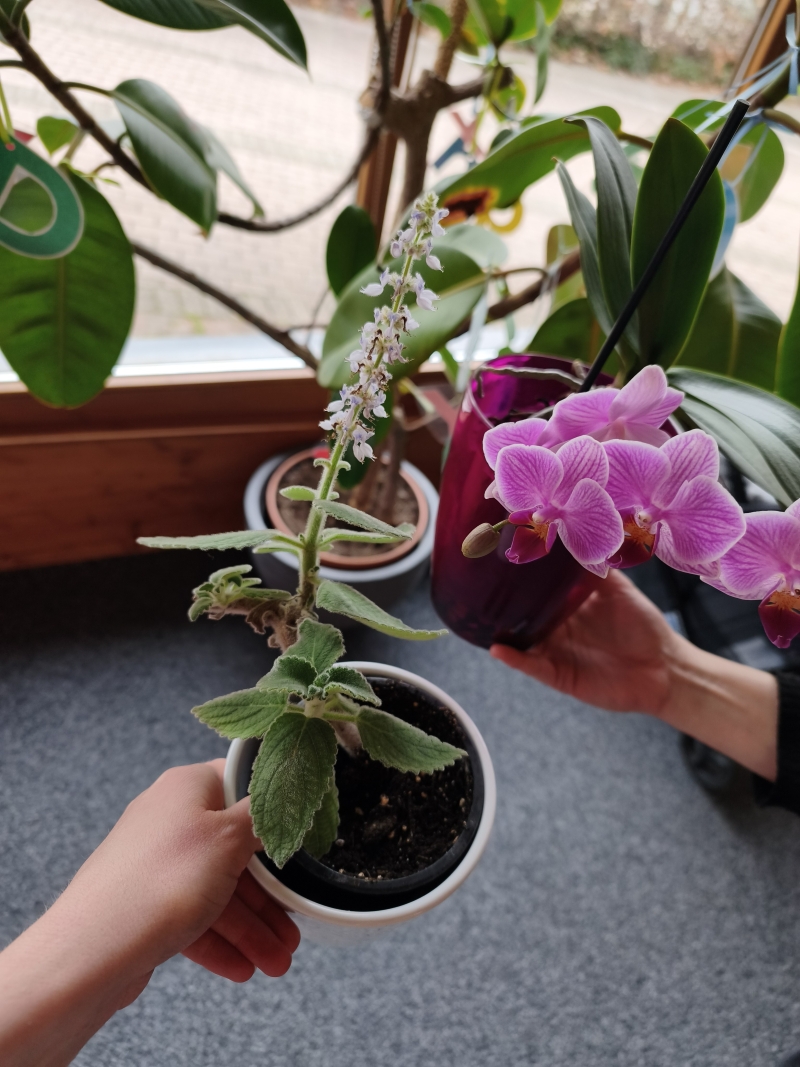 Fotografie von zwei Pflanzen in Töpfen die jeweils von einer Hand hochgehalten werden. - copyright: Stadtbibliothek Pforzheim - Ersteller: Sabrina Marek